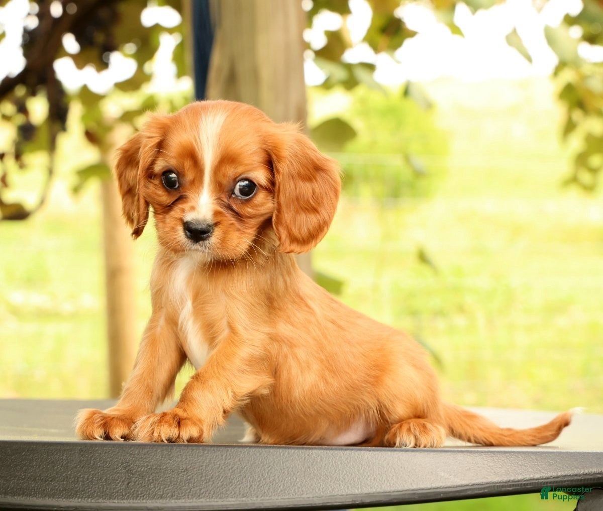 Cavalier King Charles Spaniel dogs Vicky - Ad 2