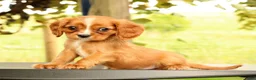 Cavalier King Charles Spaniel dogs for sale: Vicky - Ad 2