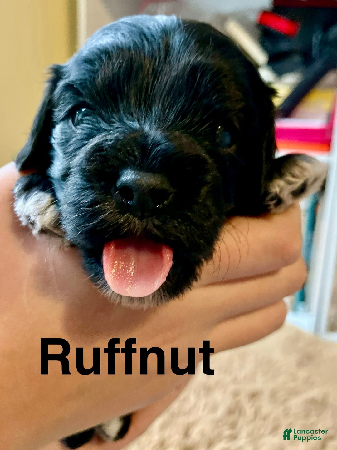 Cavapoo dogs for sale: Ruffnut - Ad 2