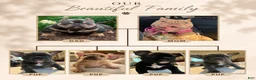 American Bully dogs for sale: Haze - Ad 6