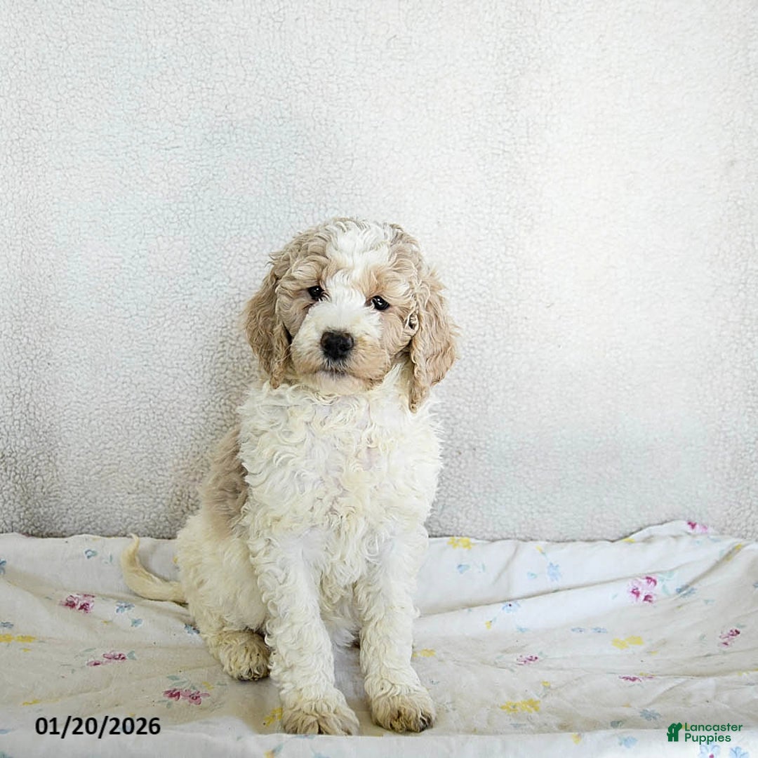 Standard Poodle dogs for sale: Maggie - Ad 1