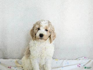 Standard Poodle dogs Maggie - Ad 18