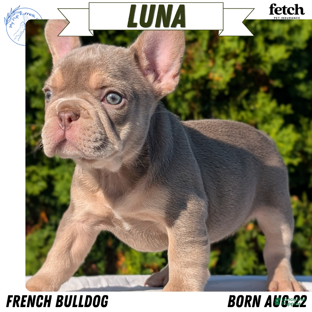 French Bulldog dogs Luna - Ad 1