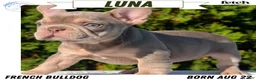 French Bulldog dogs for sale: Luna - Ad 1
