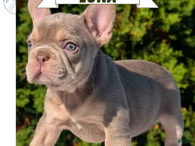 French Bulldog dogs Luna - Ad 1