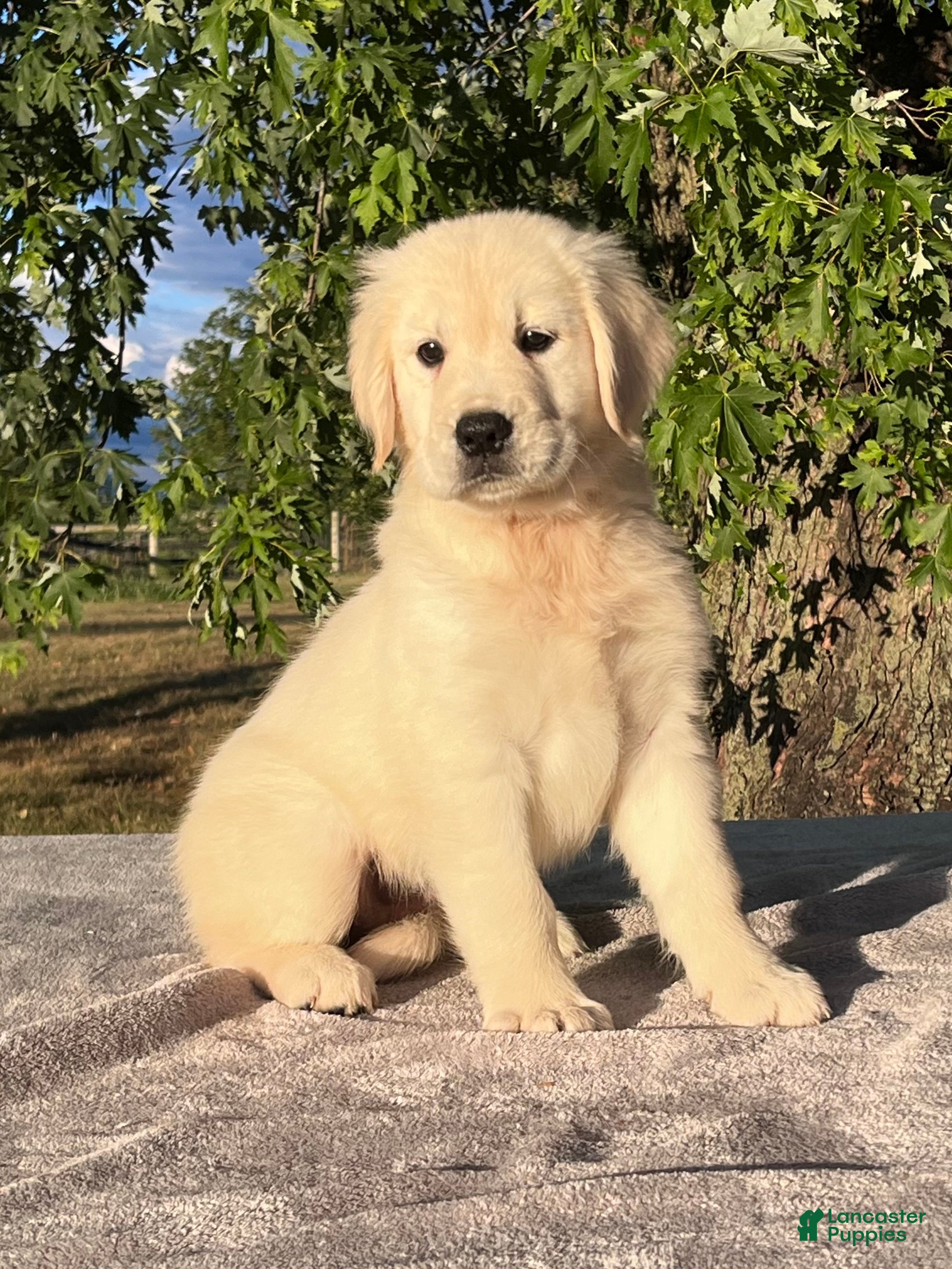 Golden Retriever dogs Buttercup - Ad 2