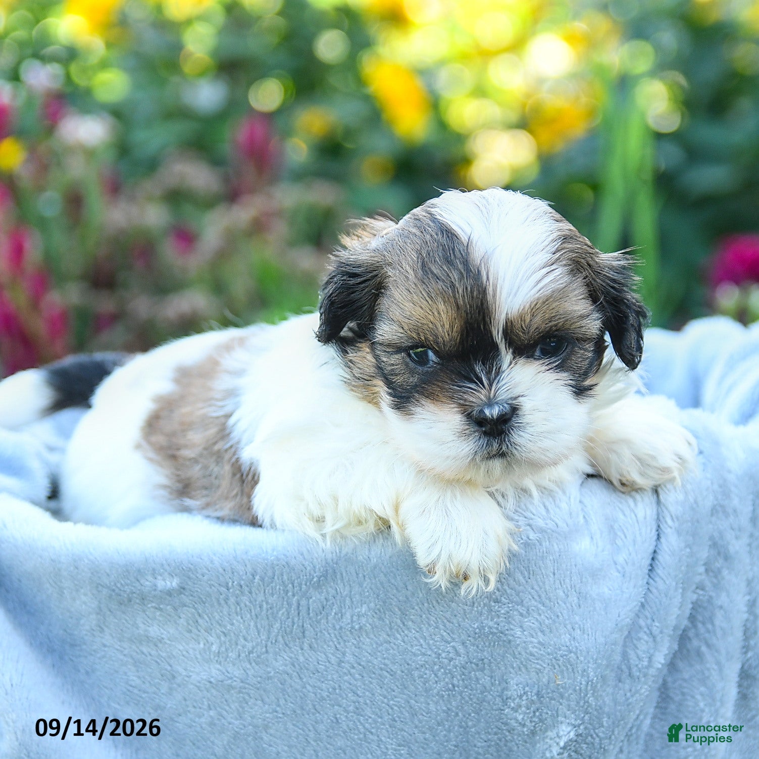 Shih Tzu dogs Matt  - Ad 2