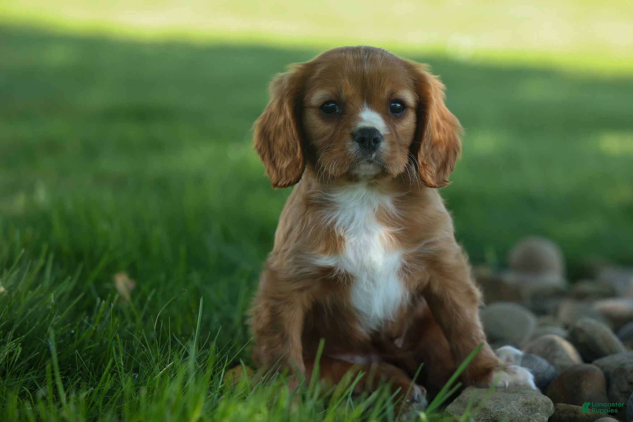 Cavalier King Charles Spaniel dogs Fletcher 🐶💙 - Ad 1