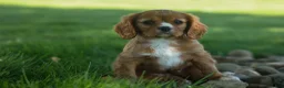 Cavalier King Charles Spaniel dogs for sale: Fletcher 🐶💙 - Ad 5