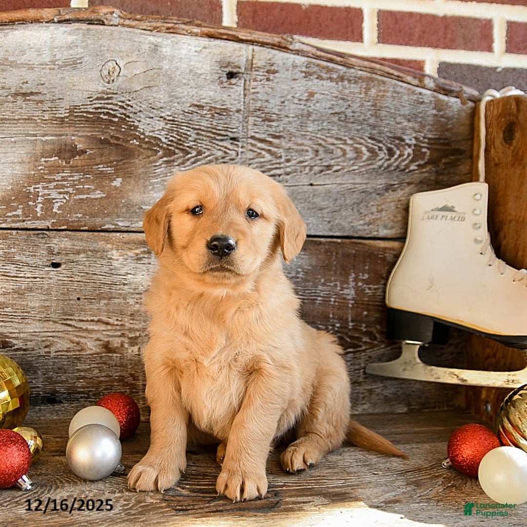 Golden Retriever dogs for sale: Reggie - Ad 2