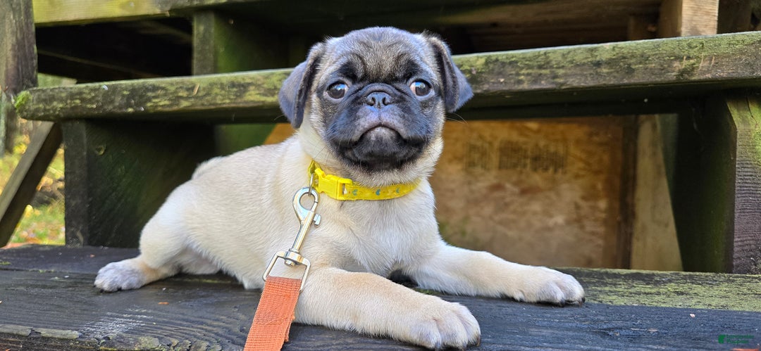 Pug dogs for sale: Jeannie - Ad 6