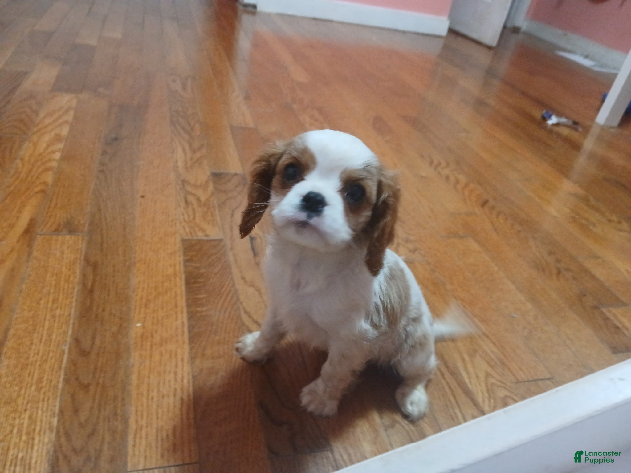 Cavalier King Charles Spaniel dogs Cavalier King Charles Spaniel Puppy 2 - Ad 42