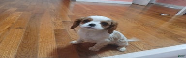 Cavalier King Charles Spaniel Puppy 2