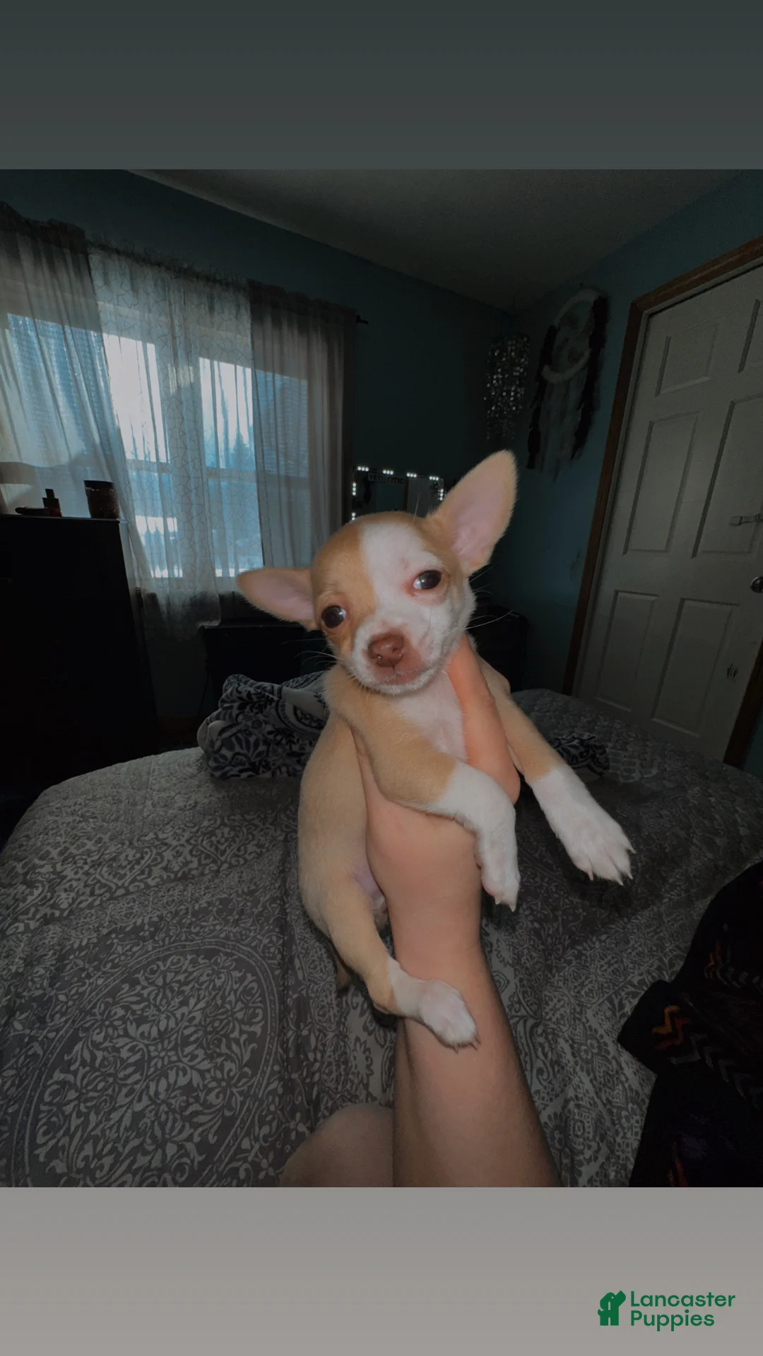 Chihuahua dogs for sale: Precious  - Ad 3