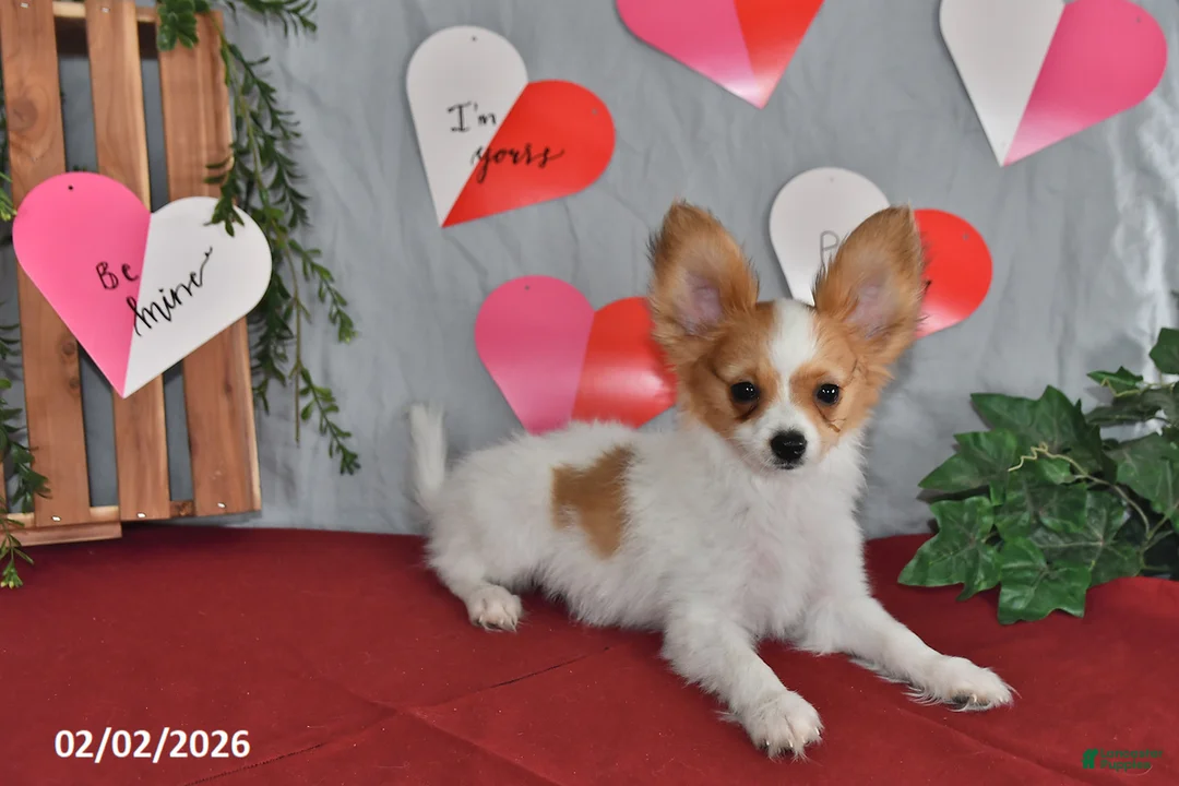 Papillon dogs for sale: Nobel - Ad 8
