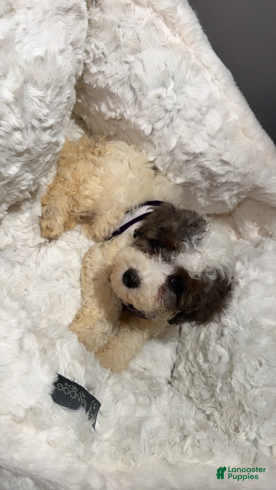Toy Poodle dogs for sale: Bubbles  - Ad 2