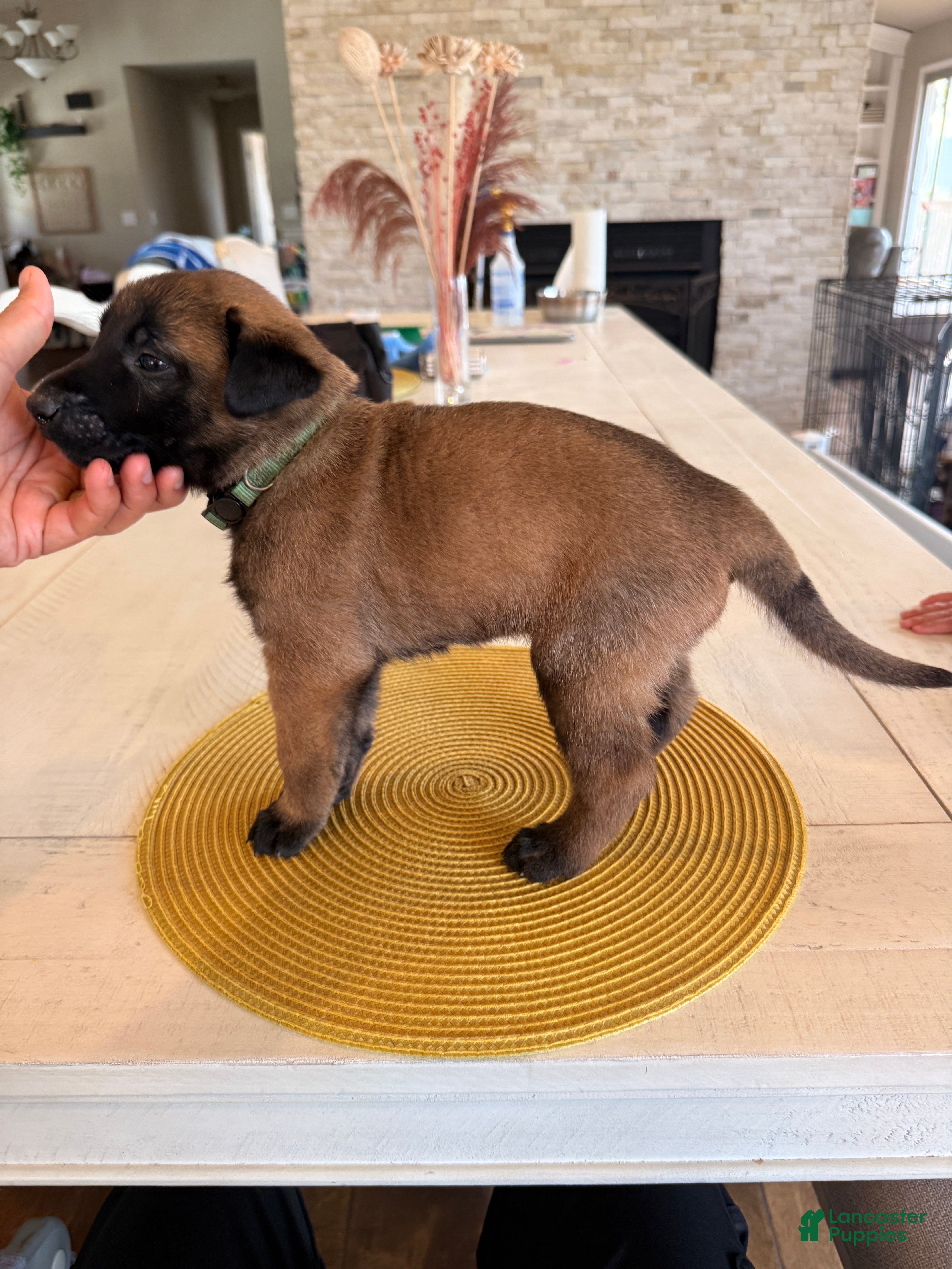 Belgian Malinois dogs Bill - Ad 2