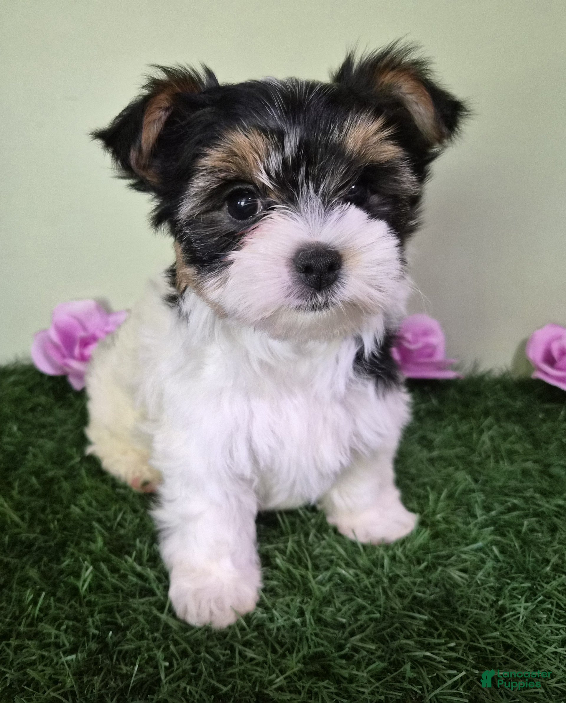 Biewer Terrier dogs Willow - Ad 2