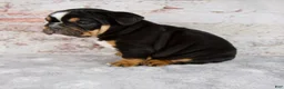 Beabull dogs for sale: Grady - Ad 3