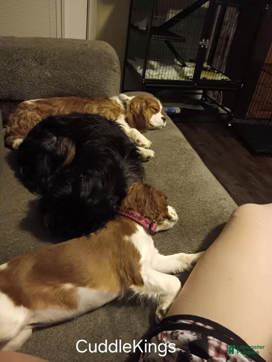 Cavalier King Charles Spaniel dogs for sale: Alaric - Ad 5