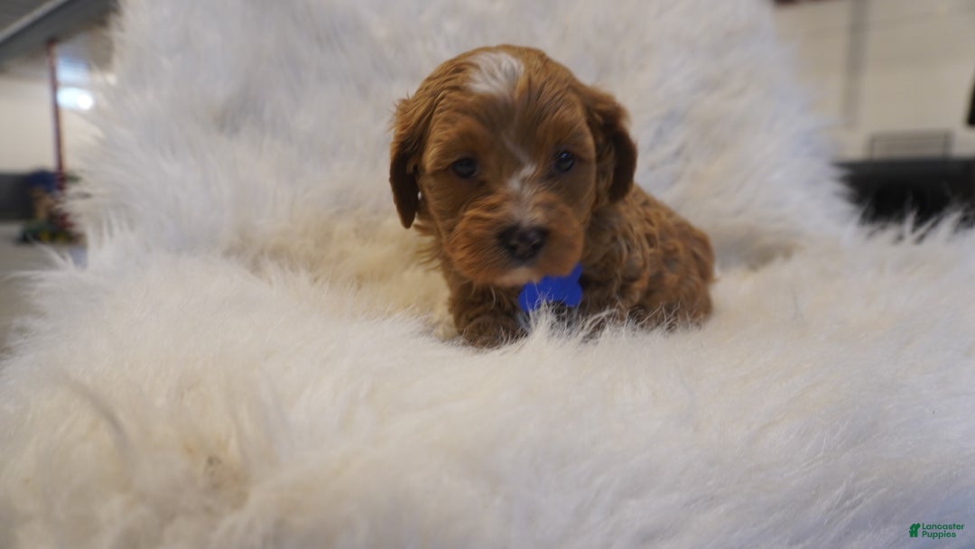 Cavapoo dogs for sale: Icey  - Ad 10