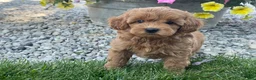 Mini Goldendoodle dogs for sale: Miles Mini Goldendoodle  - Ad 11