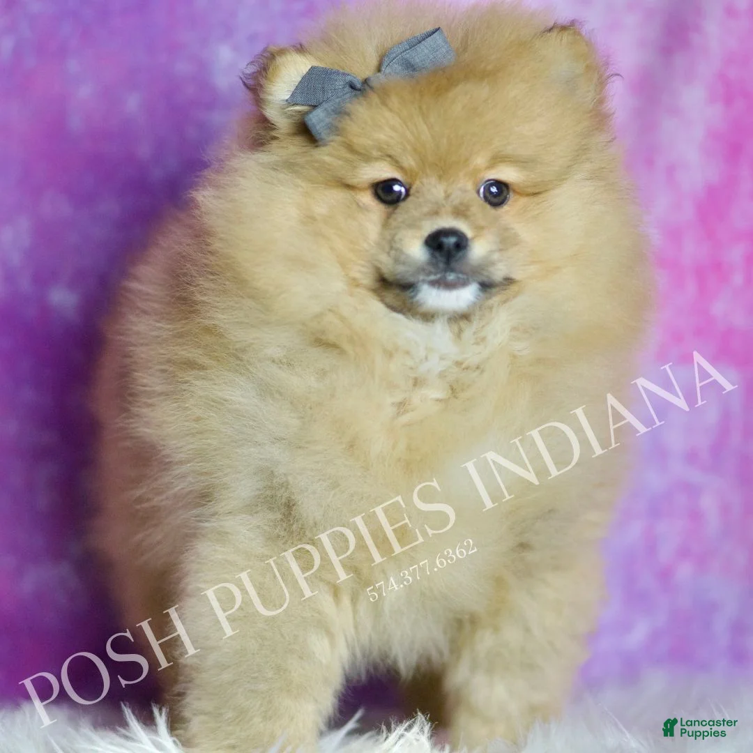 Pomeranian dogs for sale: Rocky - Ad 5