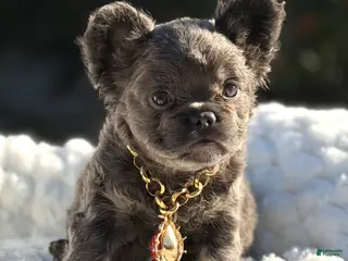 French Bulldog dogs for sale: Miss Halo - Ad 1