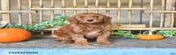 Mini Goldendoodle dogs for sale: Candy - Ad 3