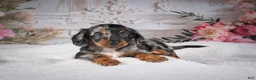 Miniature Dachshund dogs for sale: Leo - Ad 9