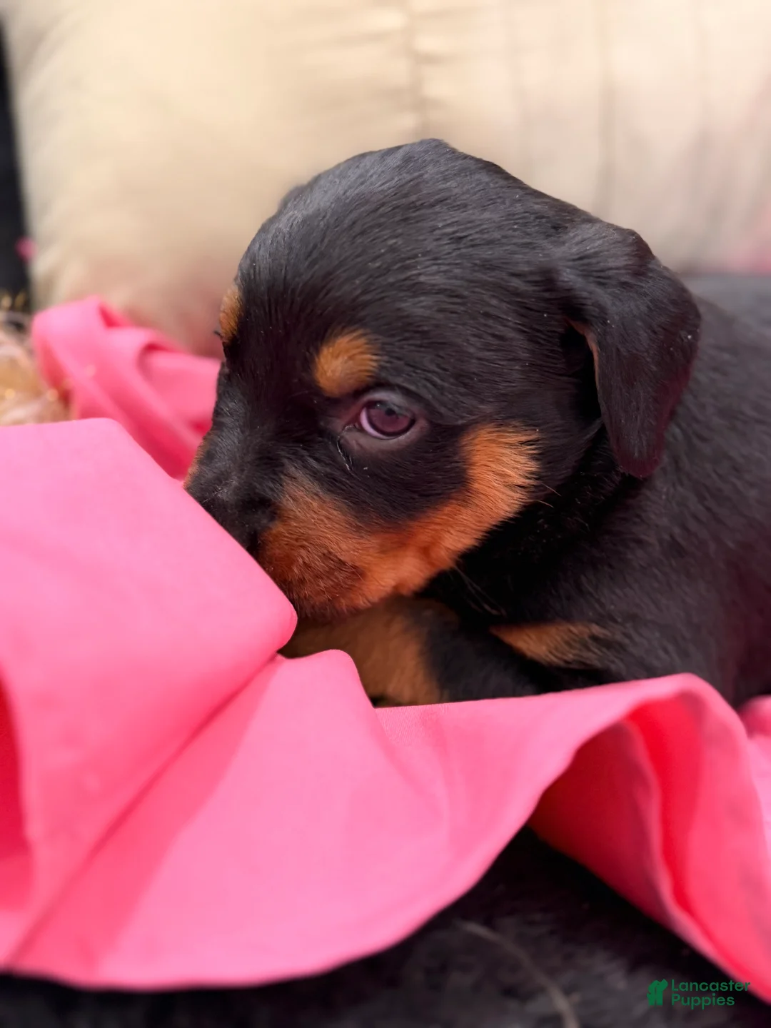 Rottweiler dogs for sale: Rottweiler Puppy 3 - Ad 2