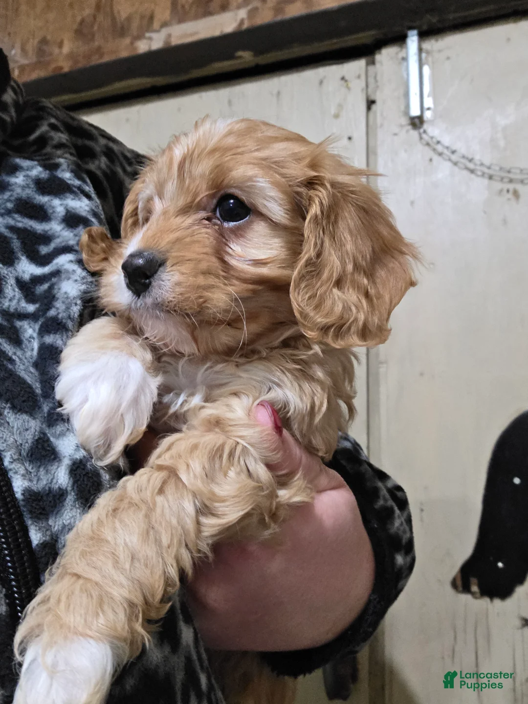 Cavapoo dogs for sale: Archie - Ad 3