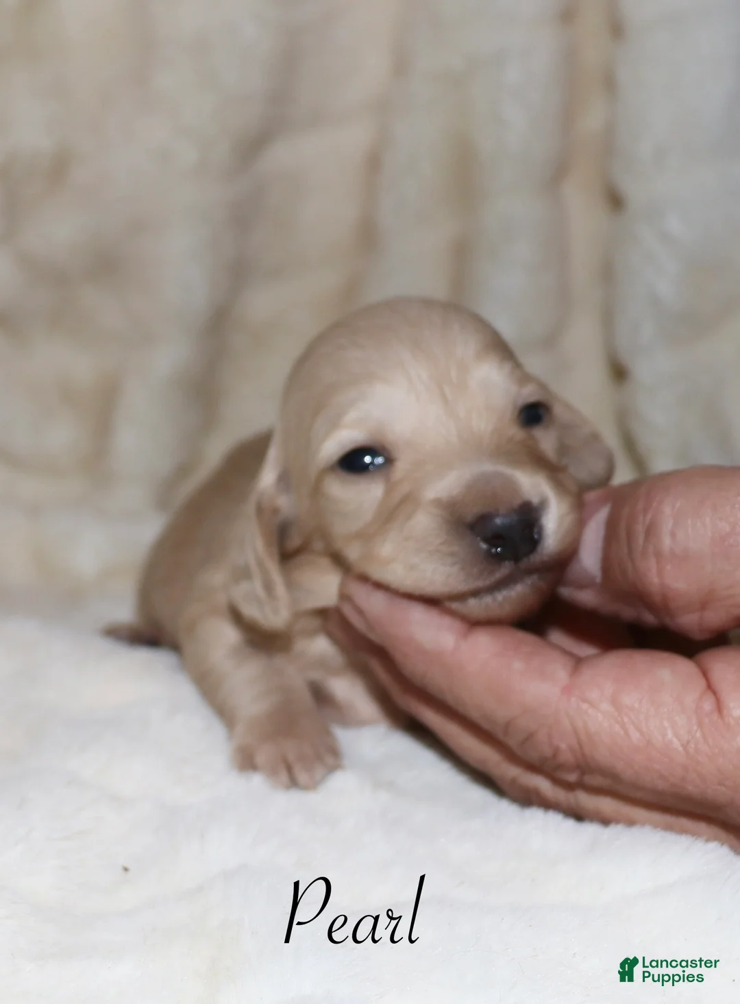 Dachshund dogs for sale: Pearl - Ad 1