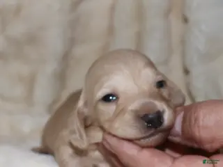 Dachshund dogs Pearl - Ad 18