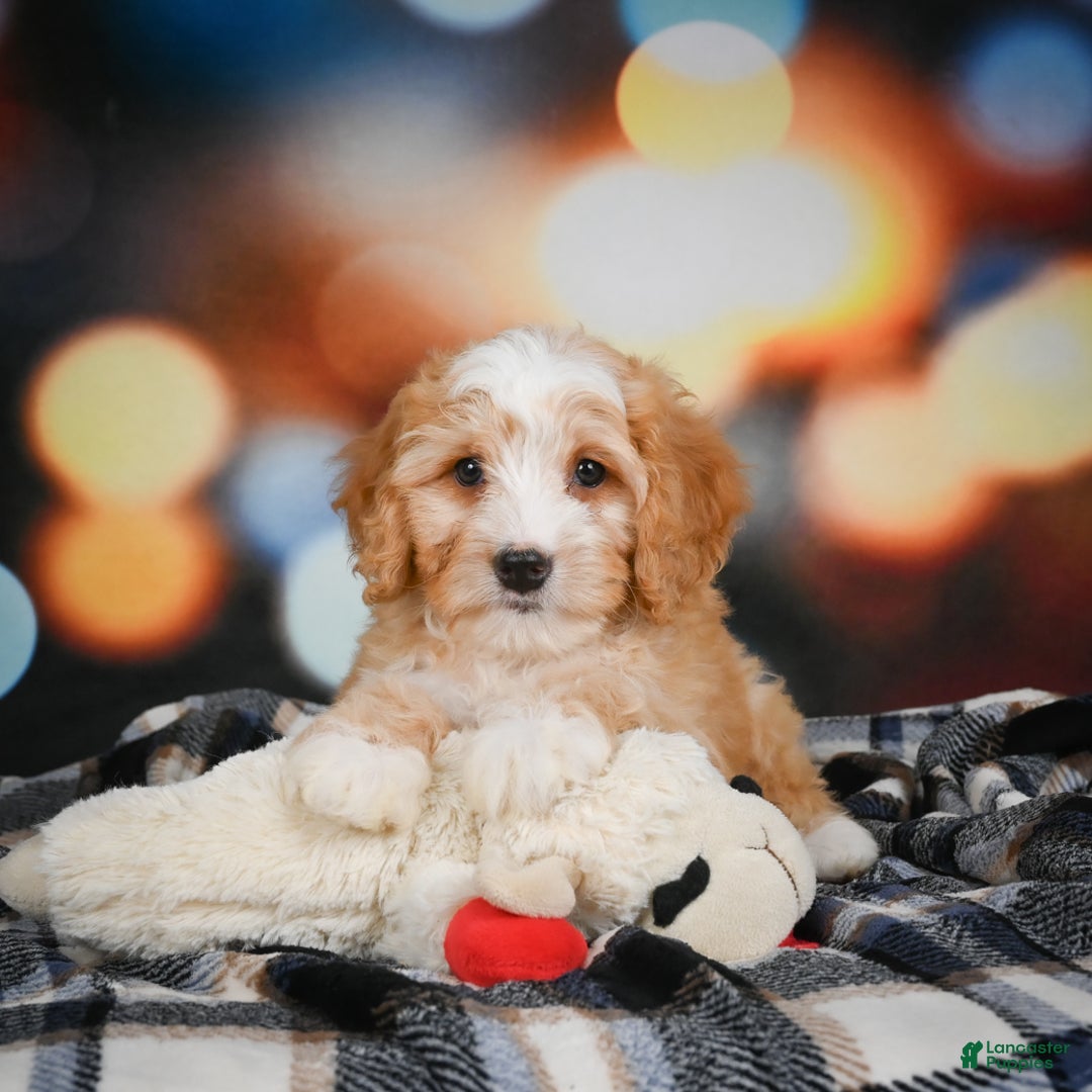 Mini Bernedoodle dogs for sale: Madi - Ad 9