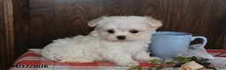 Maltese dogs for sale: Owen - Ad 4