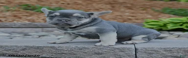 Finn