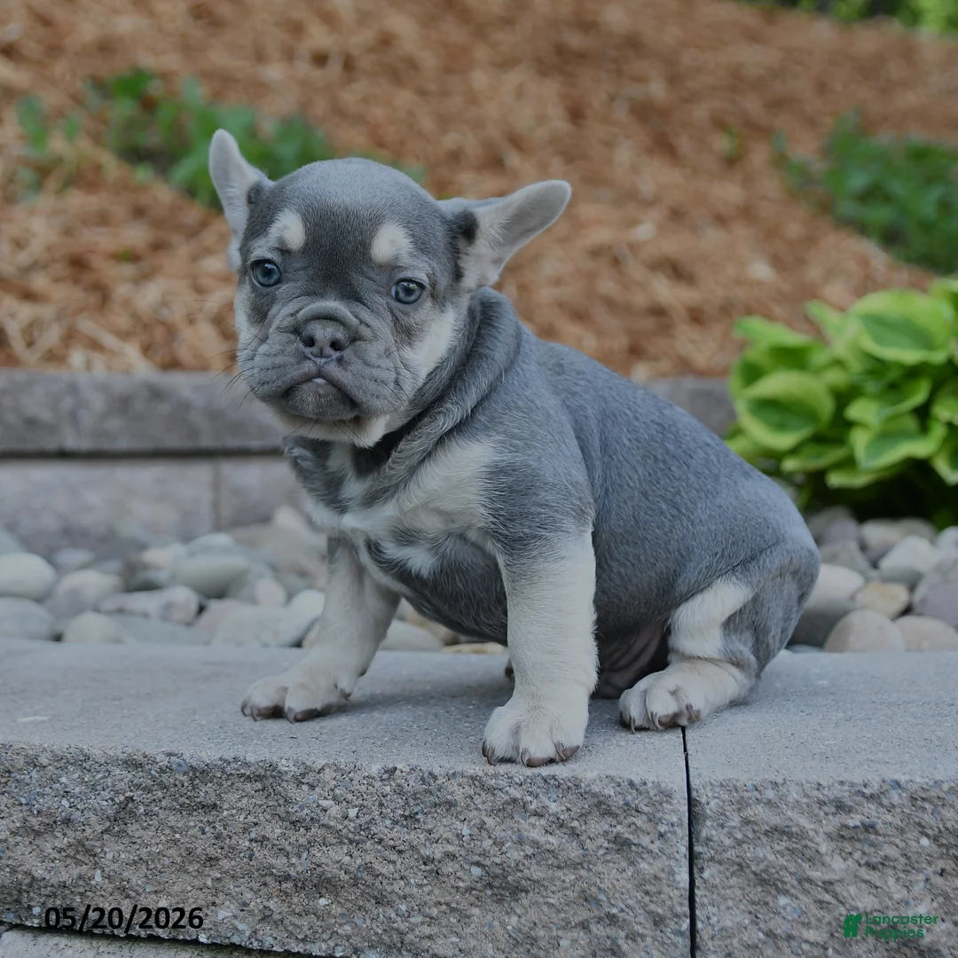 French Bulldog dogs for sale: Finn - Ad 1