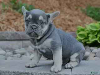 French Bulldog dogs for sale: Finn - Ad 1