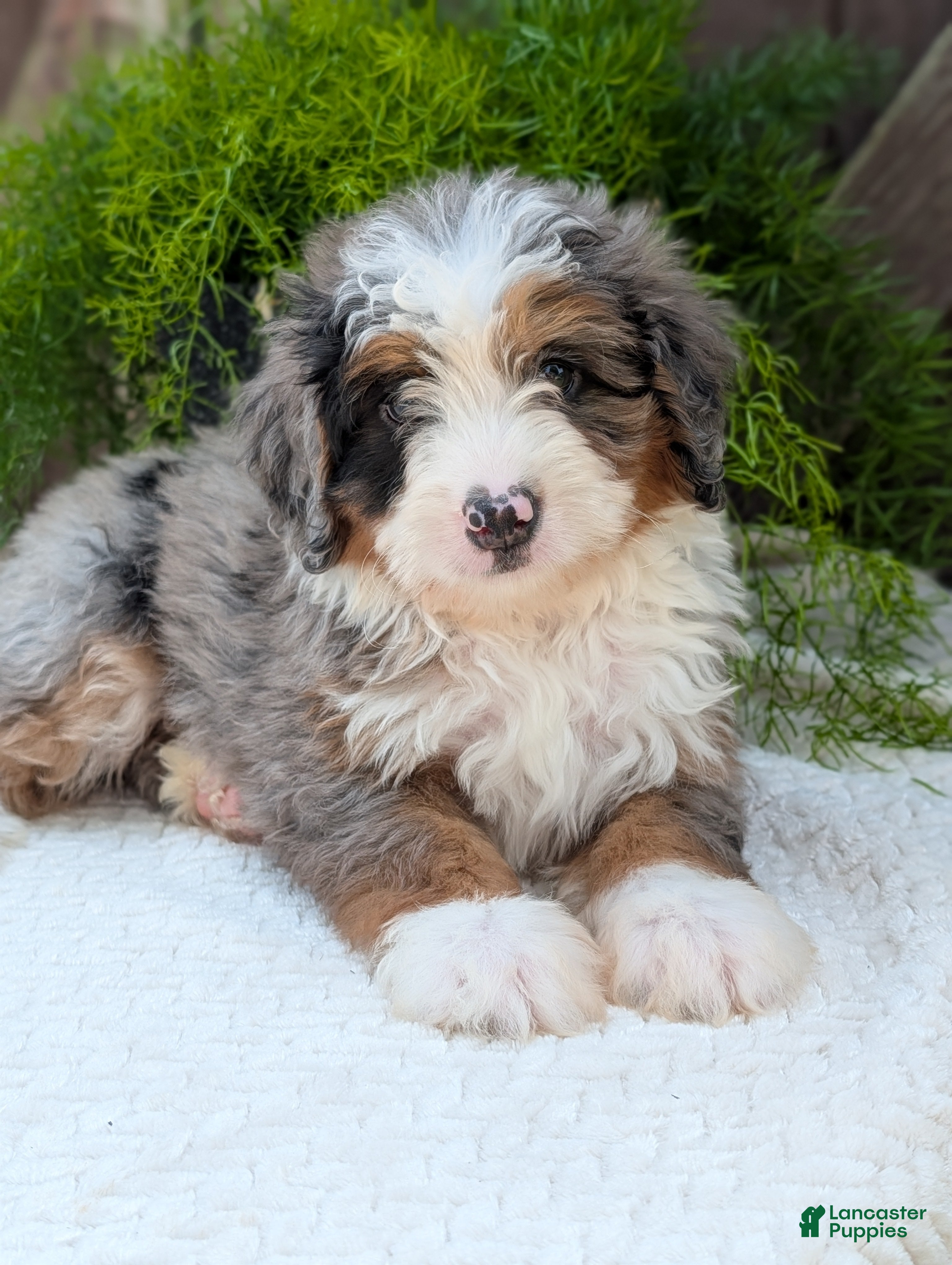 Mini Bernedoodle dogs Mini Marlo  - Ad 2