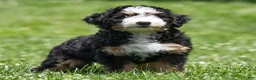 Bernedoodle dogs for sale: Pippa Bernedoodle Puppy  - Ad 4
