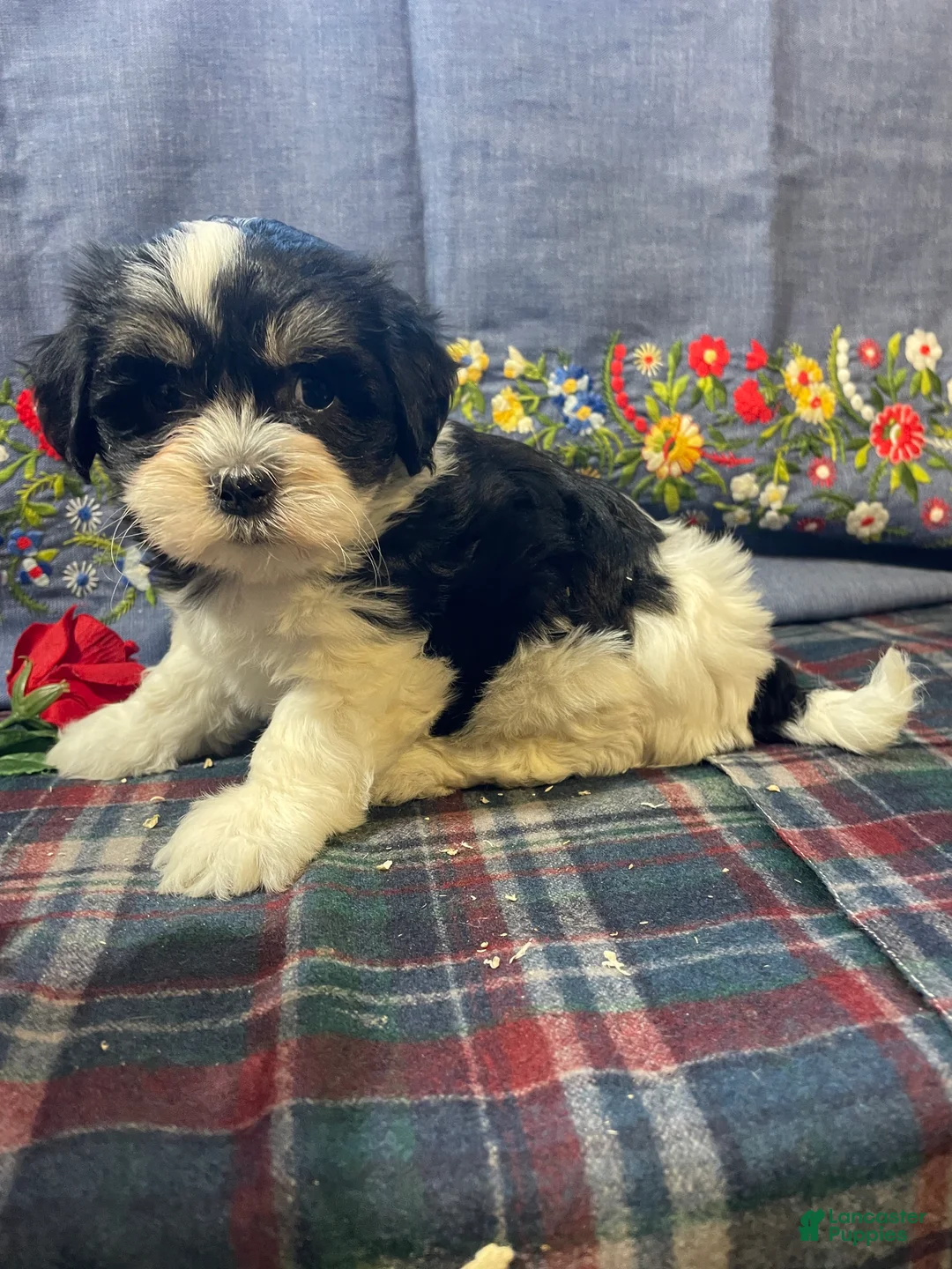 Havanese dogs for sale: Daisy - Ad 3