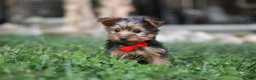 Yorkshire Terrier dogs for sale: Bo - Ad 5