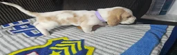 Basset Hound dogs for sale: Basset Hound 4 - Ad 2