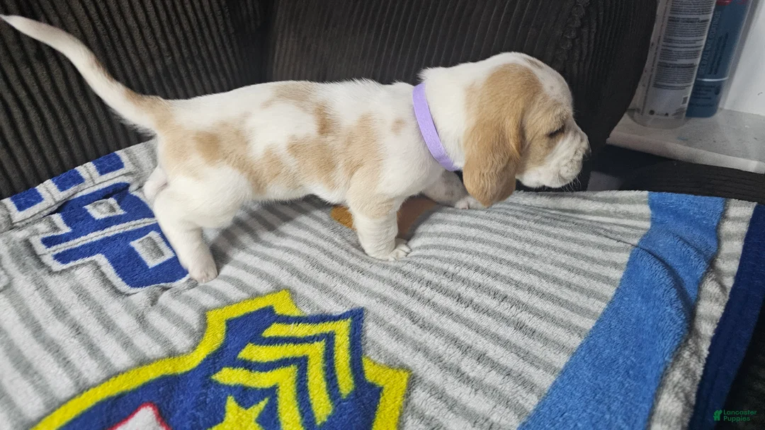 Basset Hound dogs for sale: Basset Hound 4 - Ad 2