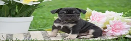 French Bulldog dogs for sale: Violet - Ad 3
