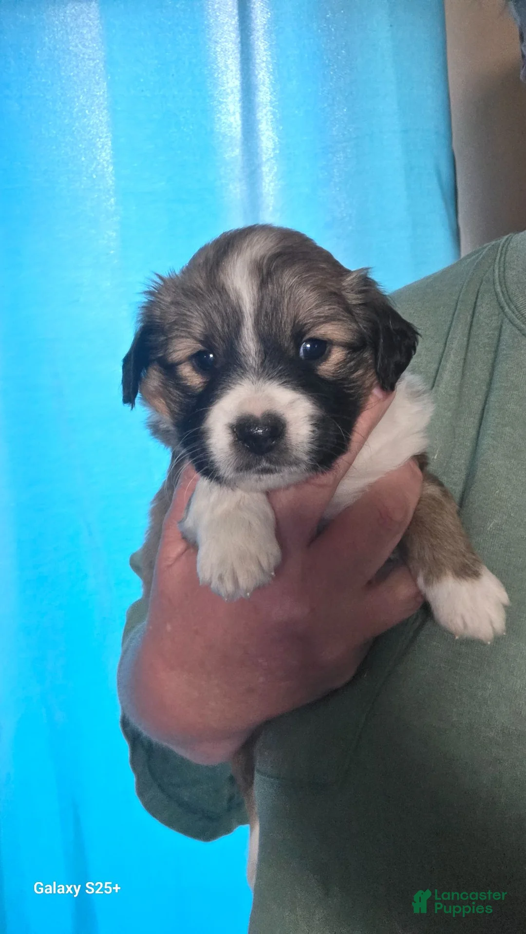 Mixed Breed dogs for sale: Mixed Breed 3 - Ad 1
