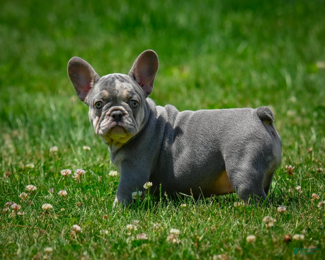 French Bulldog dogs Daffidill - Ad 1