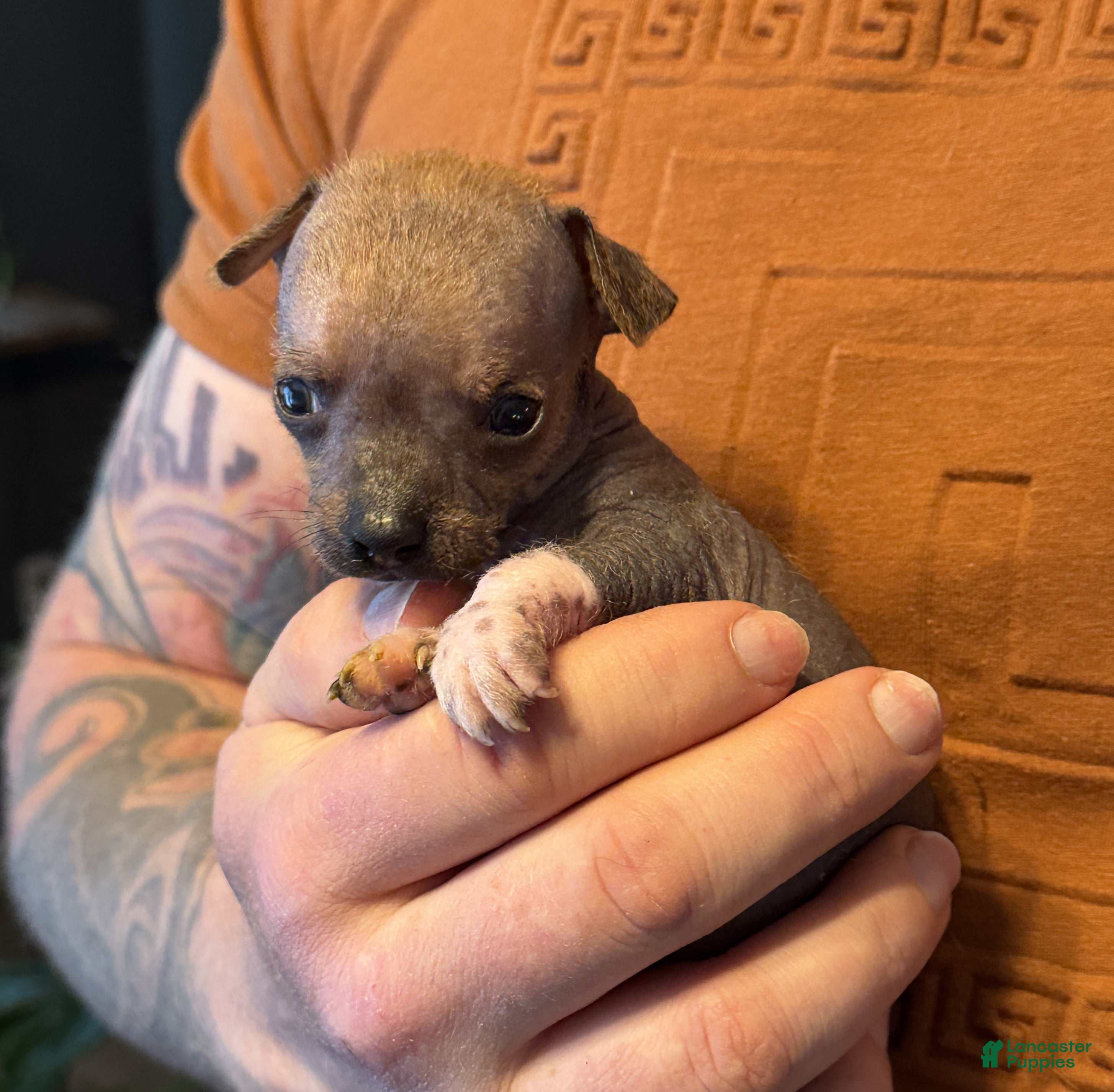 Mixed Breed dogs Chief - Ad 22