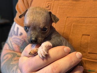 Mixed Breed dogs Chief - Ad 22